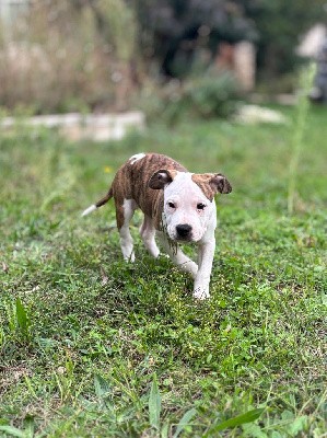 Valeska a brindle priestess 