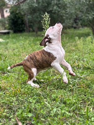 Valeska a brindle priestess 