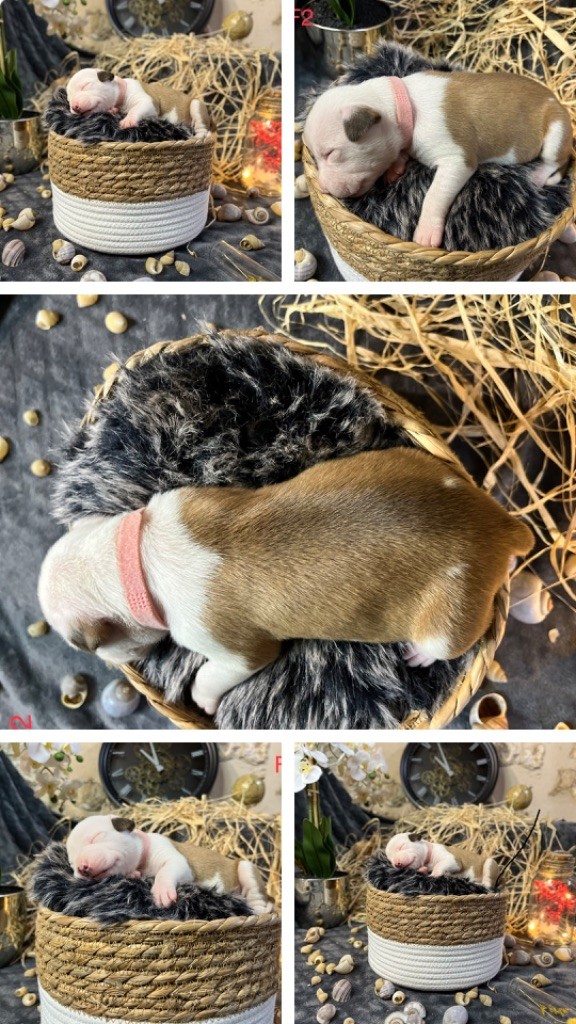 Regis Lefevre - Chiot disponible  - American Staffordshire Terrier