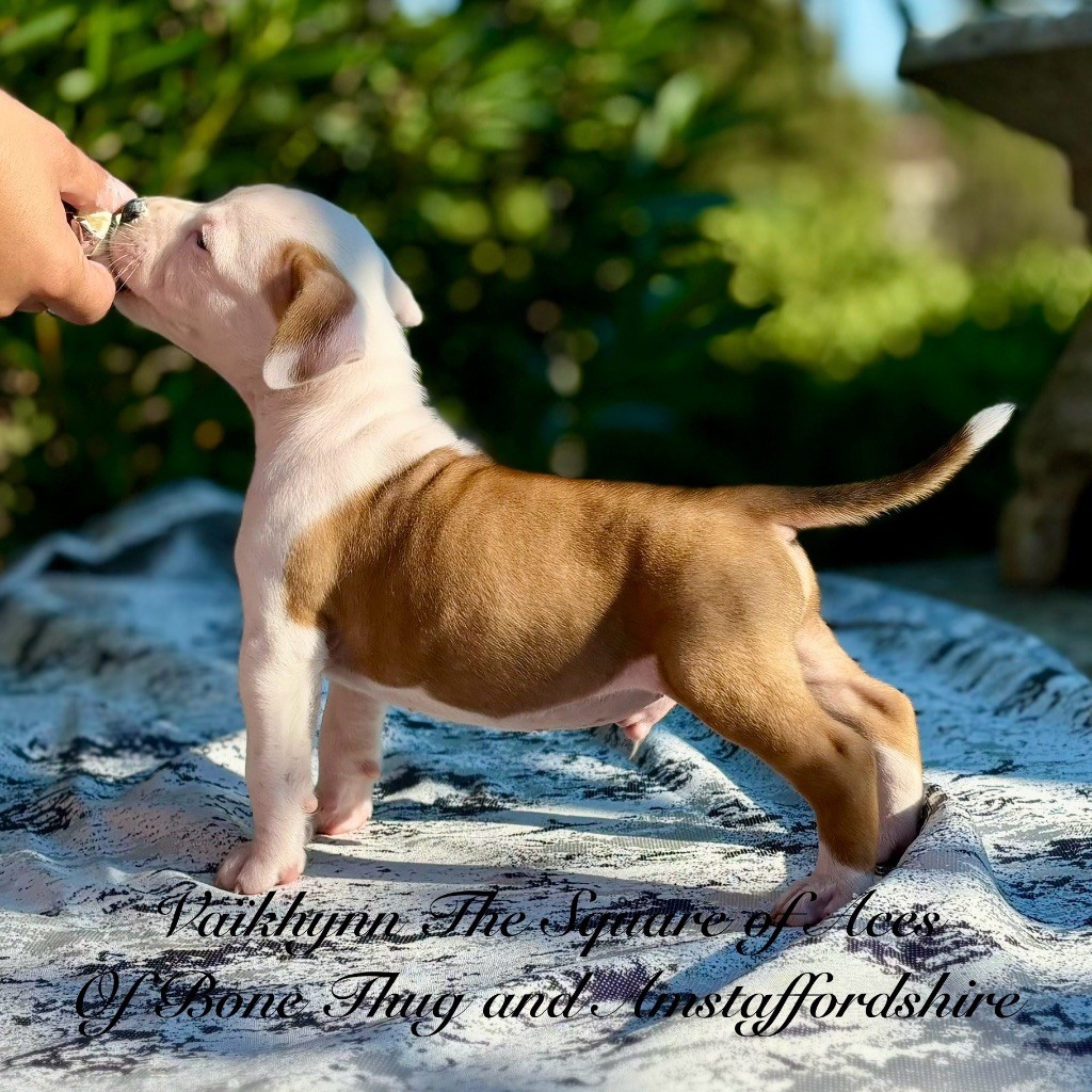 Regis Lefevre - Chiot disponible  - American Staffordshire Terrier