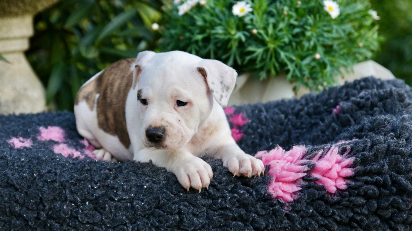 Regis Lefevre - Chiots disponibles - American Staffordshire Terrier