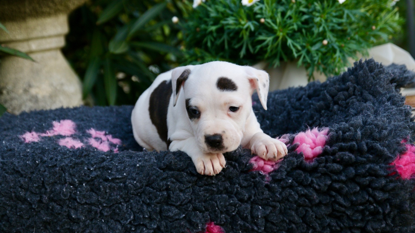 Regis Lefevre - Chiots disponibles - American Staffordshire Terrier