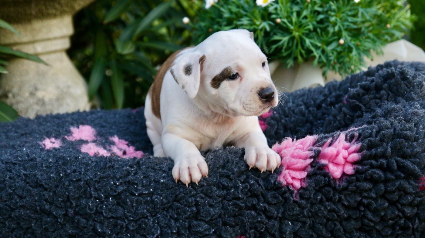 Regis Lefevre - Chiots disponibles - American Staffordshire Terrier