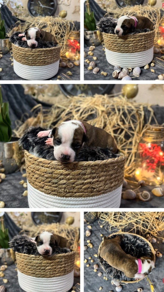 Regis Lefevre - American Staffordshire Terrier - Portée née le 11/02/2023
