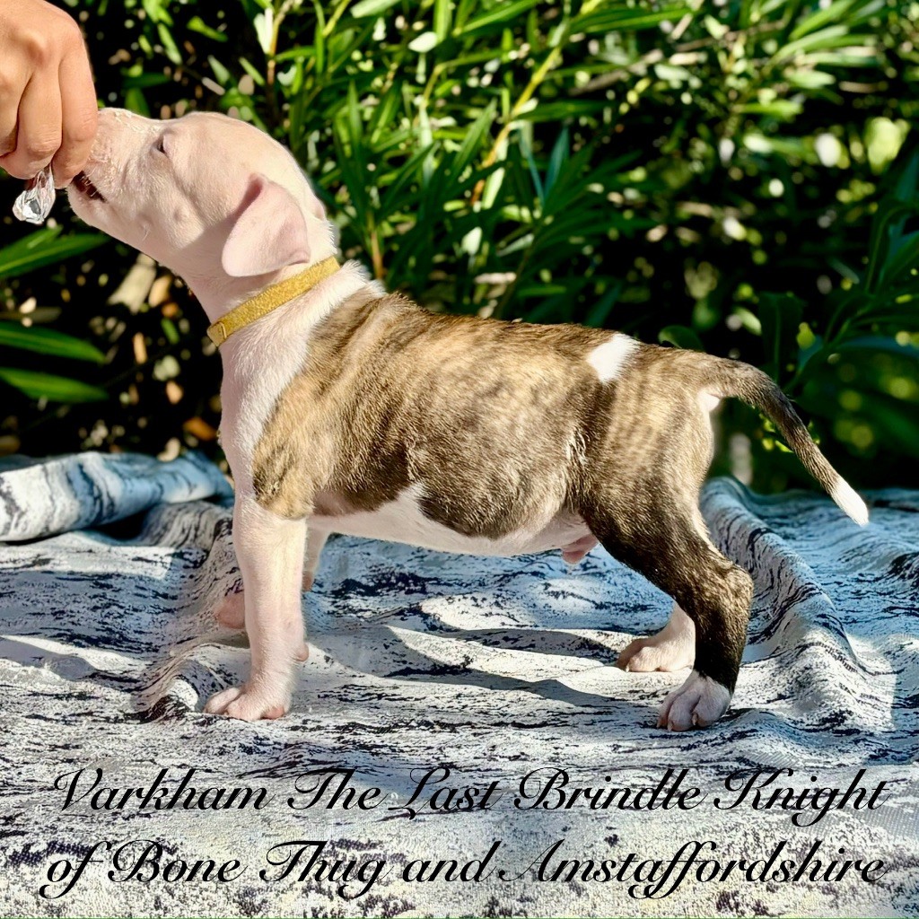 Regis Lefevre - American Staffordshire Terrier - Portée née le 03/08/2024